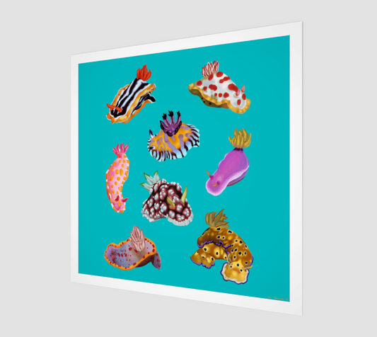 Nudibranch